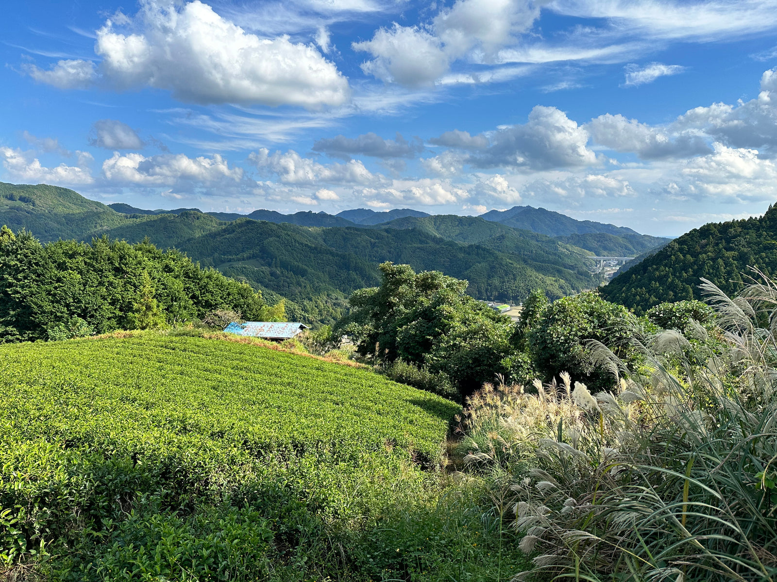 Our tea farm